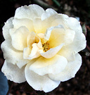 Rose Bloom Cream