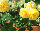 Rose Flower Yellow