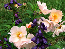 Rose Penstemon Flowers