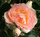 Rose Steen Nancy