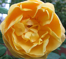 Rose Yellow Yolk