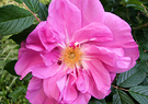 Rugosa Single Pink