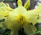 Saffron Flower Rhododendron