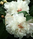 Sarah Peony White