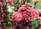 Sedum Red Bee