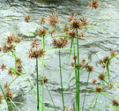 Seeds Water Grass