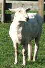 Shorn Fred Sheep