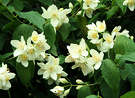 Shrub Flower Philadelphus