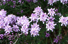 Shrub Purple Flower