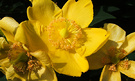 Shrub Yellow Flower
