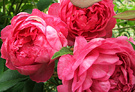 Sir Britten Rose