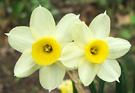 Small Daffodils Flower