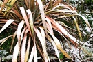 Snow Flax Pink