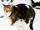 Snow Tortoiseshell Cat