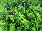 Spreading Green Fern