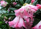 Spring Azalea