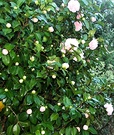 Spring Pink Camellia