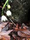 Spring White Flower