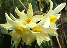 Star Daffodils