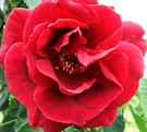 Star Holland Rose