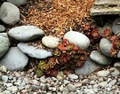 Stone Mulch Sedum