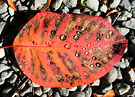 Strped Autumn Leaf