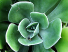 Succulent Middle