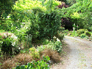 Summer Driveway Shrubs