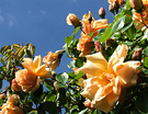 Sunny Rose Apricot