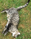 Tabby Cat Rolling