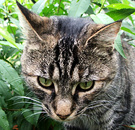 Tabby Face Cat