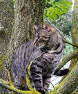 Tabby Tree Climb