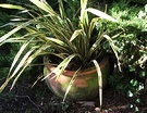 Terracotta Flax Pot