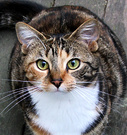 Tiger Tabby Cat