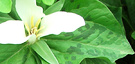 Triillium Flower Leaf