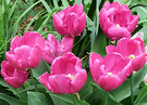 Tulip Flowers Open