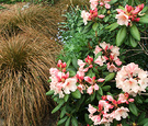 Tussock Pink Rhododendron