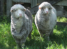 Two Merino Ewes