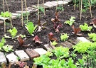 Vegetable Brick Garden