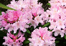 Very Late Rhododendron