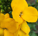 Wallflower Bright Yellow