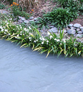 Water Weeding Irises