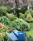 Watering Cans Wisteria