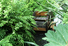 Waterwheel Fern Stream