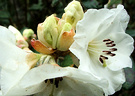 Waxy White Rhododendron