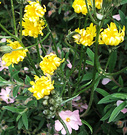 Weeds Dandelion Yellow