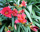 Wet Daylily Red