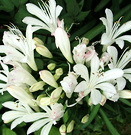 White Agapanthus Flower