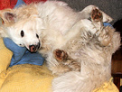 White Dog Sleeping