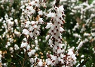 White Erica